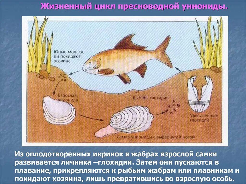 Горчак и беззубка тип взаимоотношений