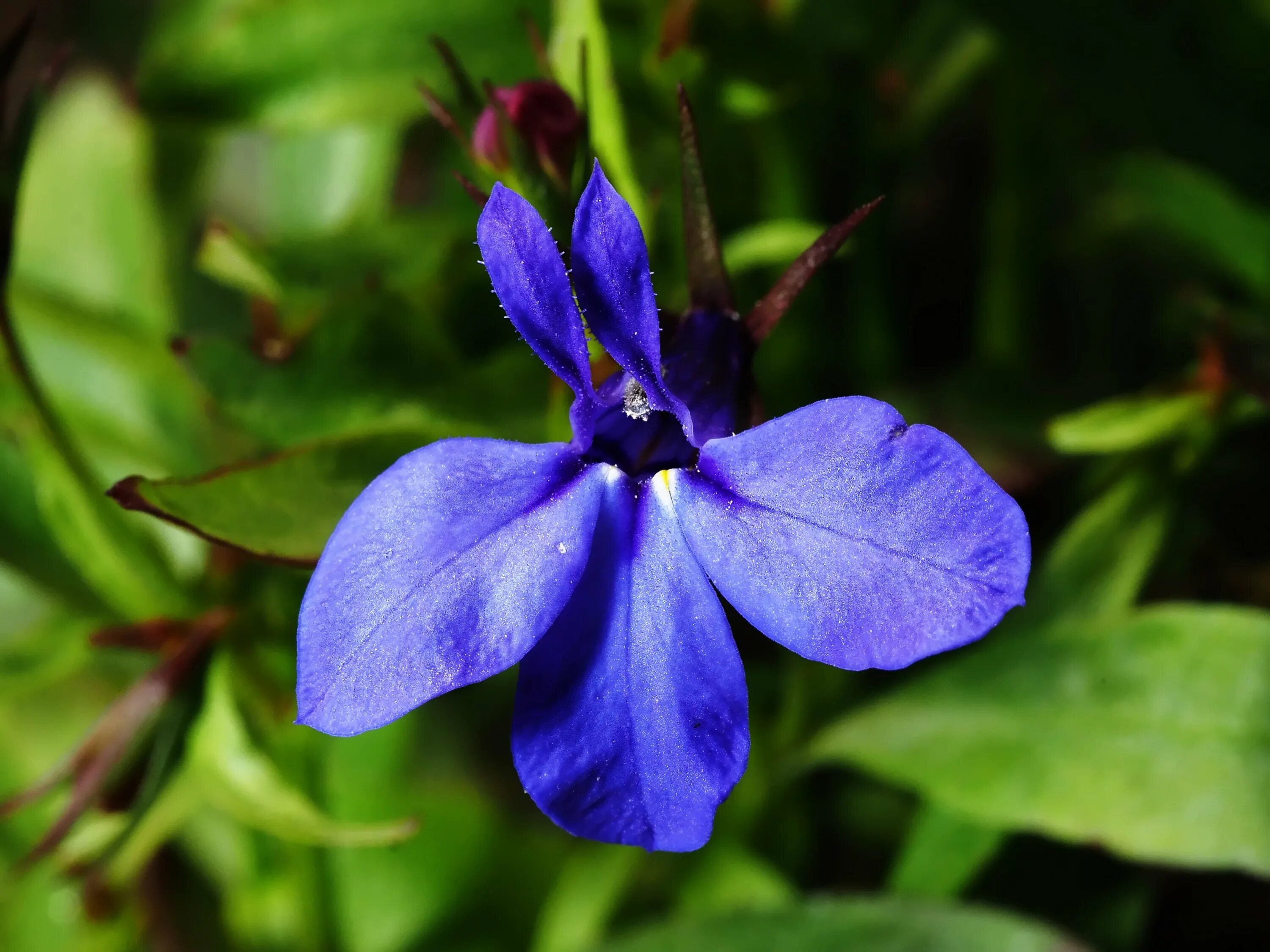 Цветок с тремя лепестками. Мелкие синие цветочки. Растение с синими лепестками. Цветок с сине голубыми цветочками.