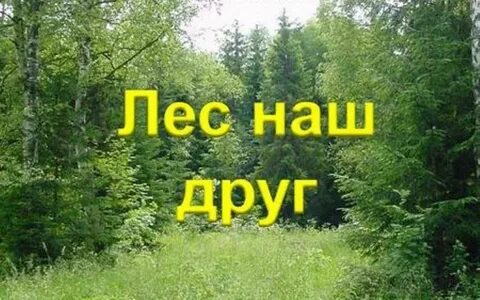 Экскурсия в лес презентация