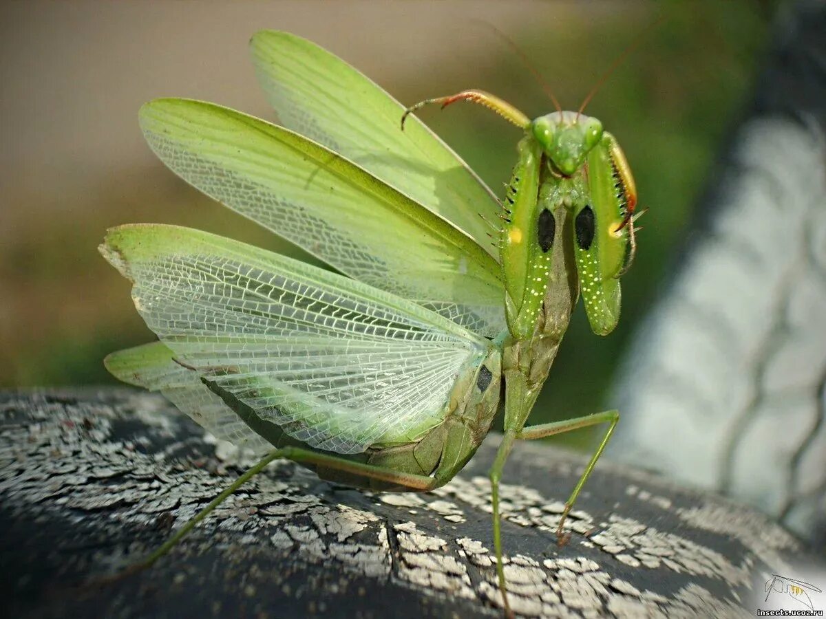Богомол обыкновенный (mantis religiosa). Богомол обыкновенный (mantis religiosa). Жук богомол. Ischnomantis gigas богомол. Mantis religiosa богомол.