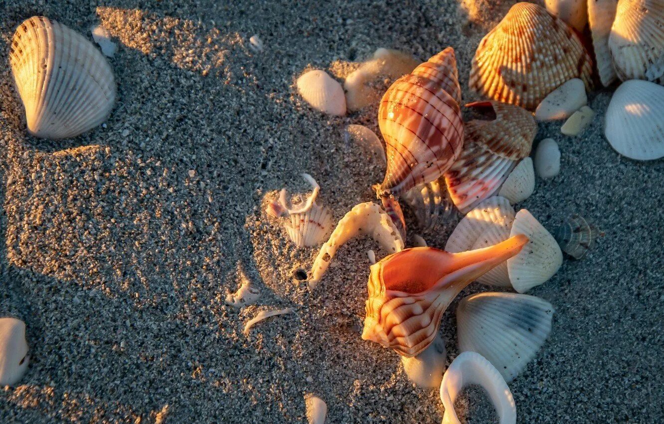 Ракушки. Ракушки на пляже. Ракушечный пляж. Пляж с ракушками в Крыму. Пляж с ракушками