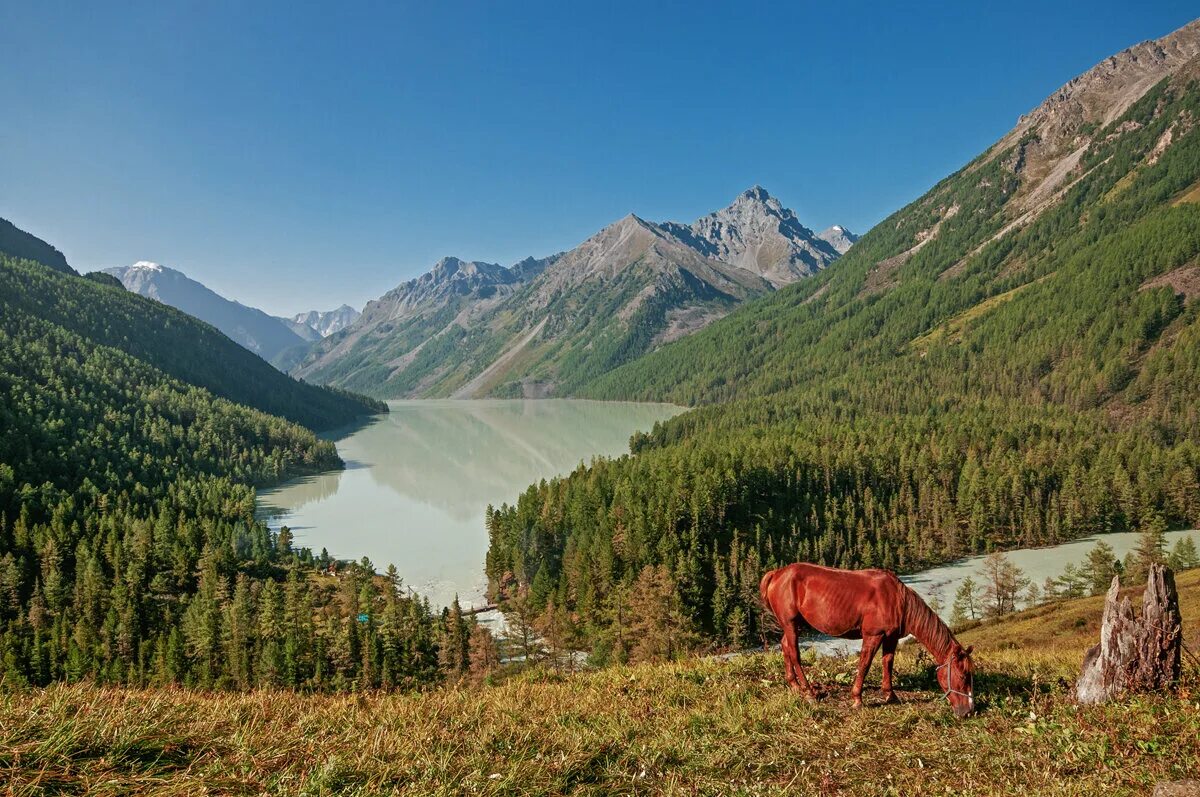 Кучерлинское озеро. Кучерлинское озеро горный Алтай. Озеро Кучерла горный Алтай. Озеро Кучерла, Алтайские горы. Кучерлинское озеро лошади.