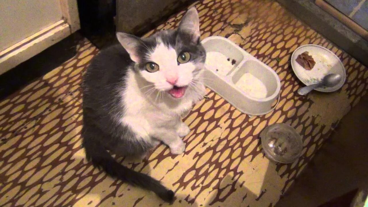Котенок мяукает туалет. Миска для кота. Кот просит еду у миски. Кот просит кушать. Голодный котенок.