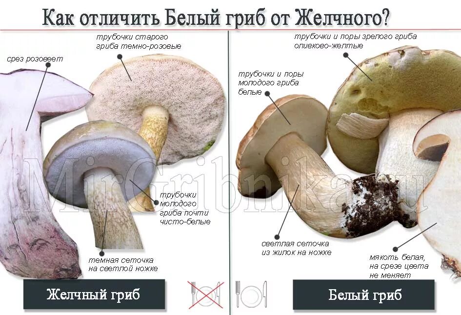 Белый гриб признаки. Ложный Боровик двойник белого гриба. Горчак, ложный белый гриб. Ложный Боровик белый гриб. Двойник подберезовика гриба.