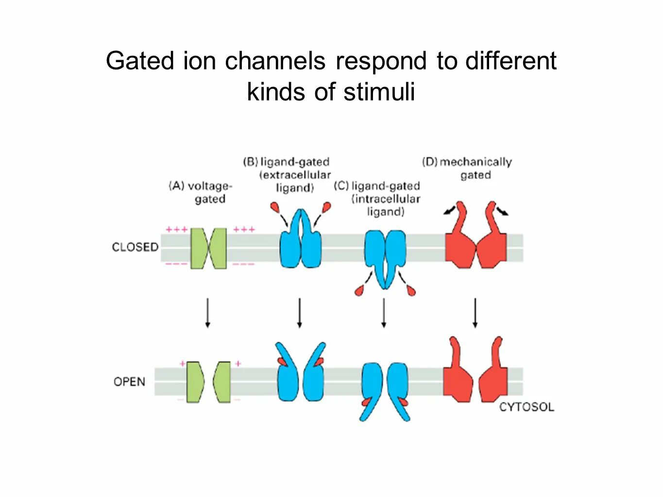 Ion channels. Строение ионного канала мембраны. Ion channels. Лиганд управляемые ионные каналы. Лиганд зависимые каналы.