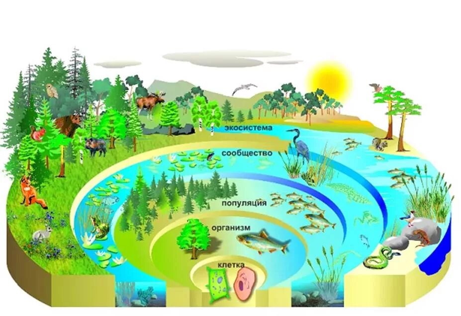 Самая большая экосистема на земле. Уровни организации живой природы схема. Экосистема. Экосистемная организация живой природы. Экосистема для детей.