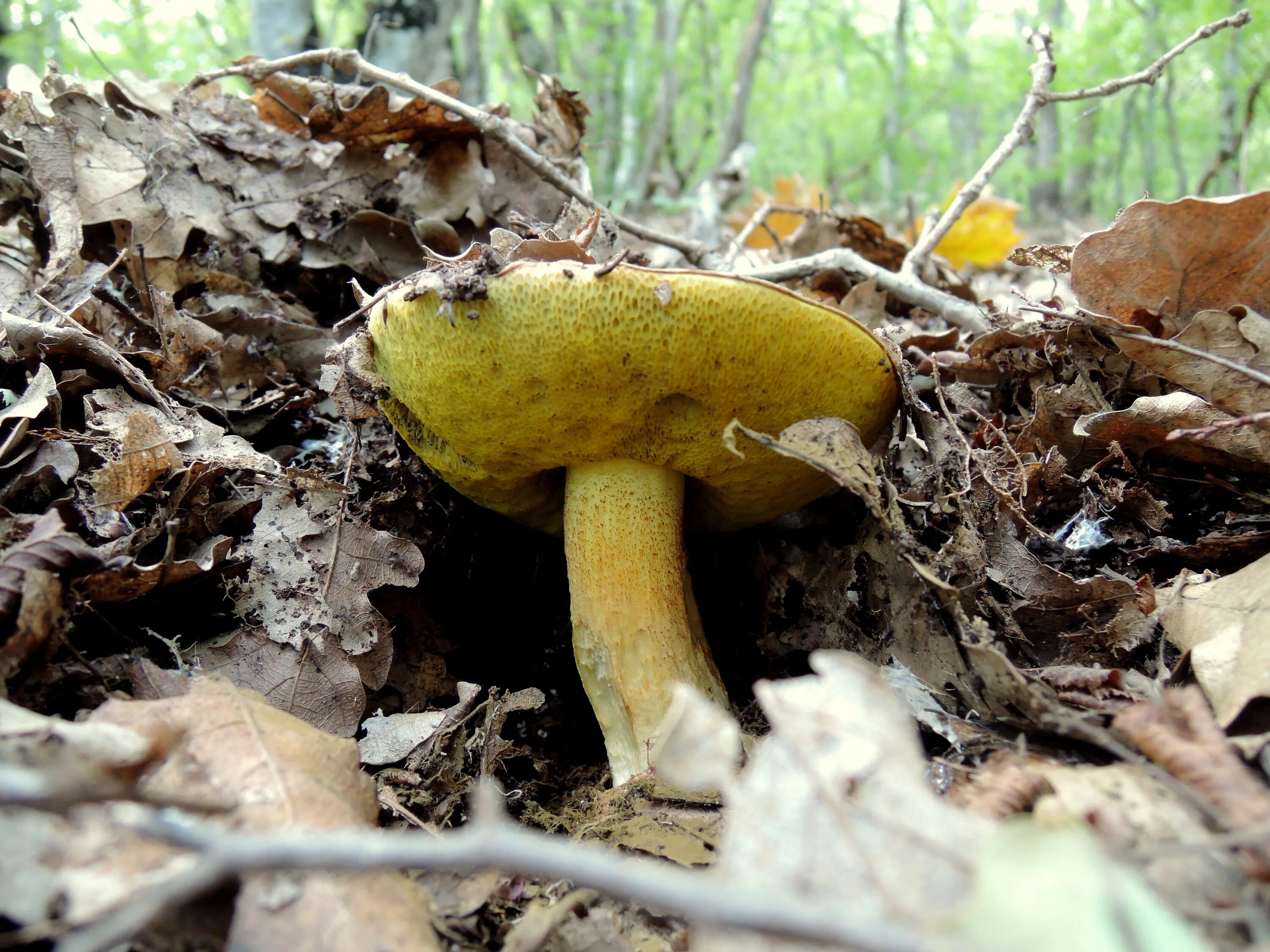 крым зуя грибы. степные грибы. съедобные грибы севастополя. маслята лесные крыма. опята степные крымские.