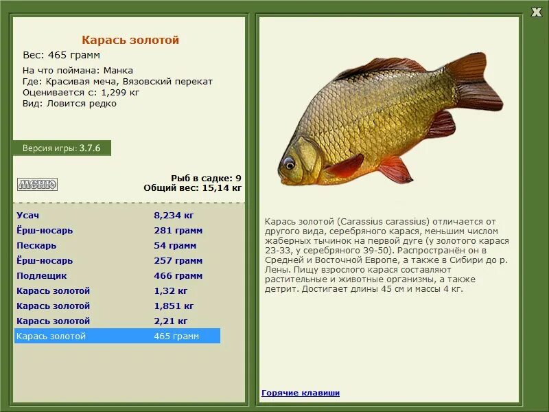 Карась размеры и вес. Какого размера карась. Какого размера карась. Максимальный размер карася. Максимальный размер карася.