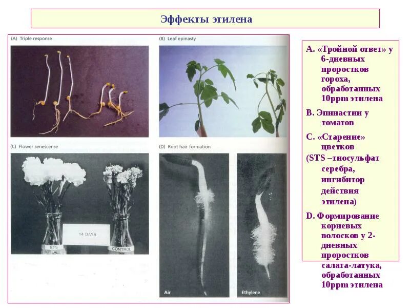 Тройной ответ на Этилен. Этилен гормон растений. Влияние этилена на растения. Тройной ответ растений. Этилен созревание