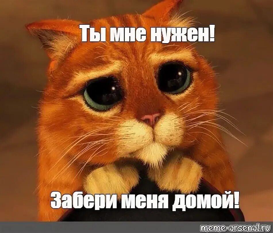 Кот хочу домой. Забери меня домой. заберите меня домой. забери меня домой картинки. забери меня домой забери меня домой.