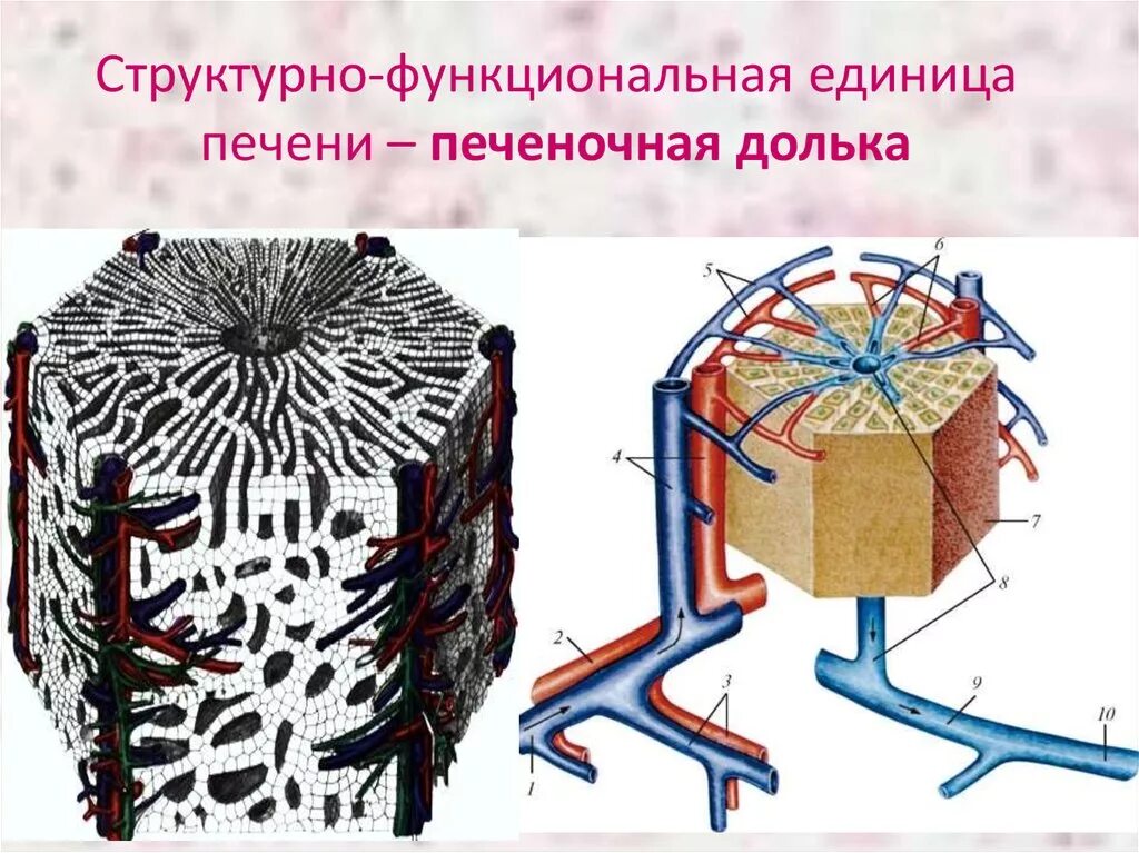 Функциональной единицей печени является. Структурно-функциональная единица печени. Печеночная долька структурно функциональная единица. Строение структурно функциональной единицы печени. Структорннофункцилнальная единица печени.