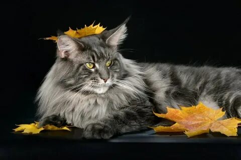 Мир кунов