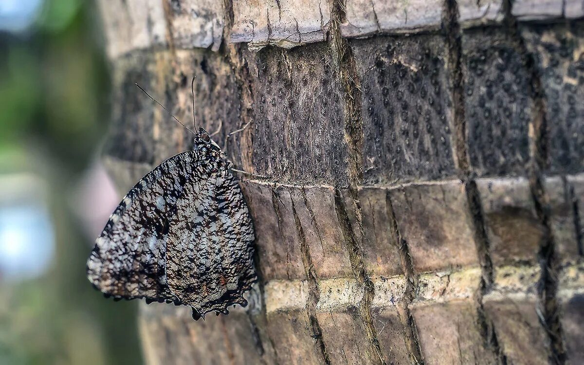 мимикрия и мимезия. эпигамическая мимикрия. мимикрия мод. мотылек мимикрия. бабочка ленточник мимикрия.