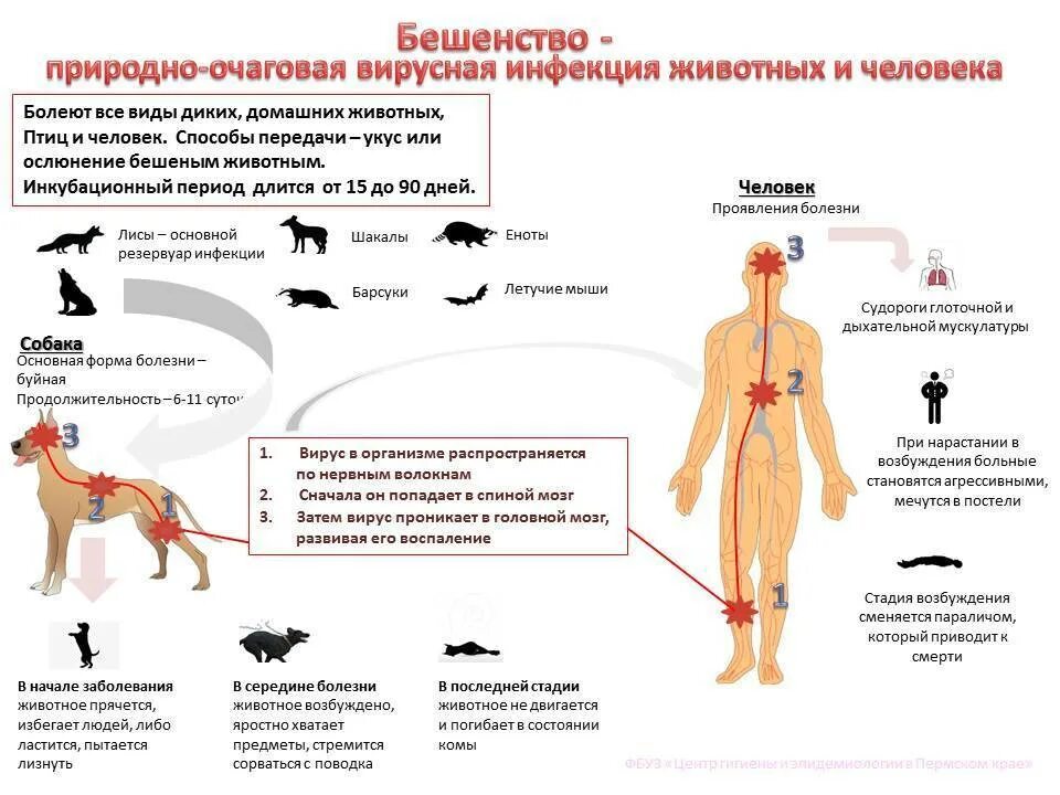 Схема заражения бешенством. Классификация инфекционных заболеваний бешенство. Клинические симптомы бешенства. Профилактика бешенства.. Бешенство механизм передачи инфекции. Осложнения бешенства