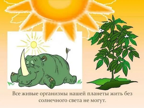 Влияние растений на жизнь животных. Роль солнца в жизни. роль солнца для растений. влияние солнца на растения. влияние солнца на животных.