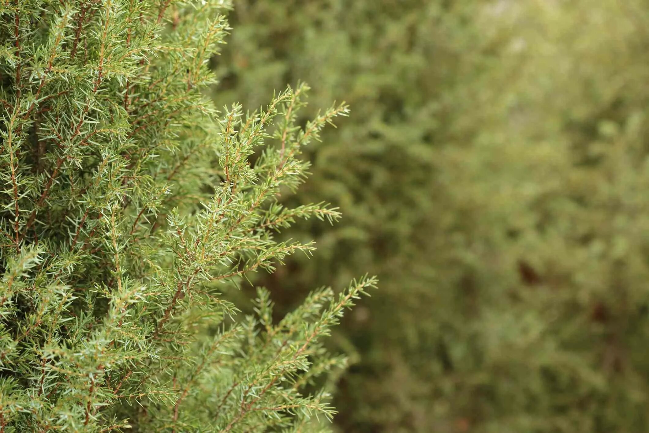 верес лесной можжевельник. можжевельник обыкновенный weckii. можжевельник обыкновенный верес. Communis l. можжевельник обыкновенный кустарник.