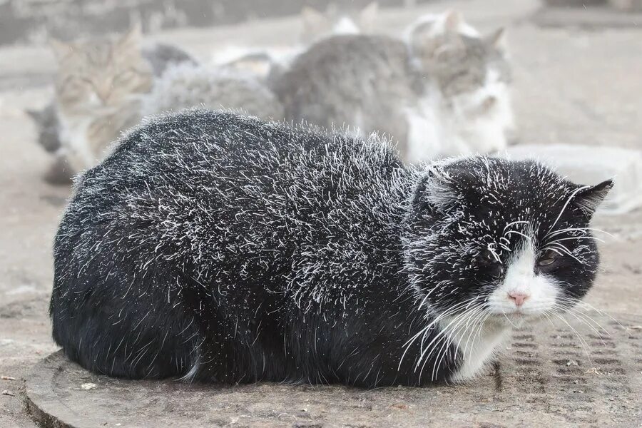 Холодно ли котам на улице