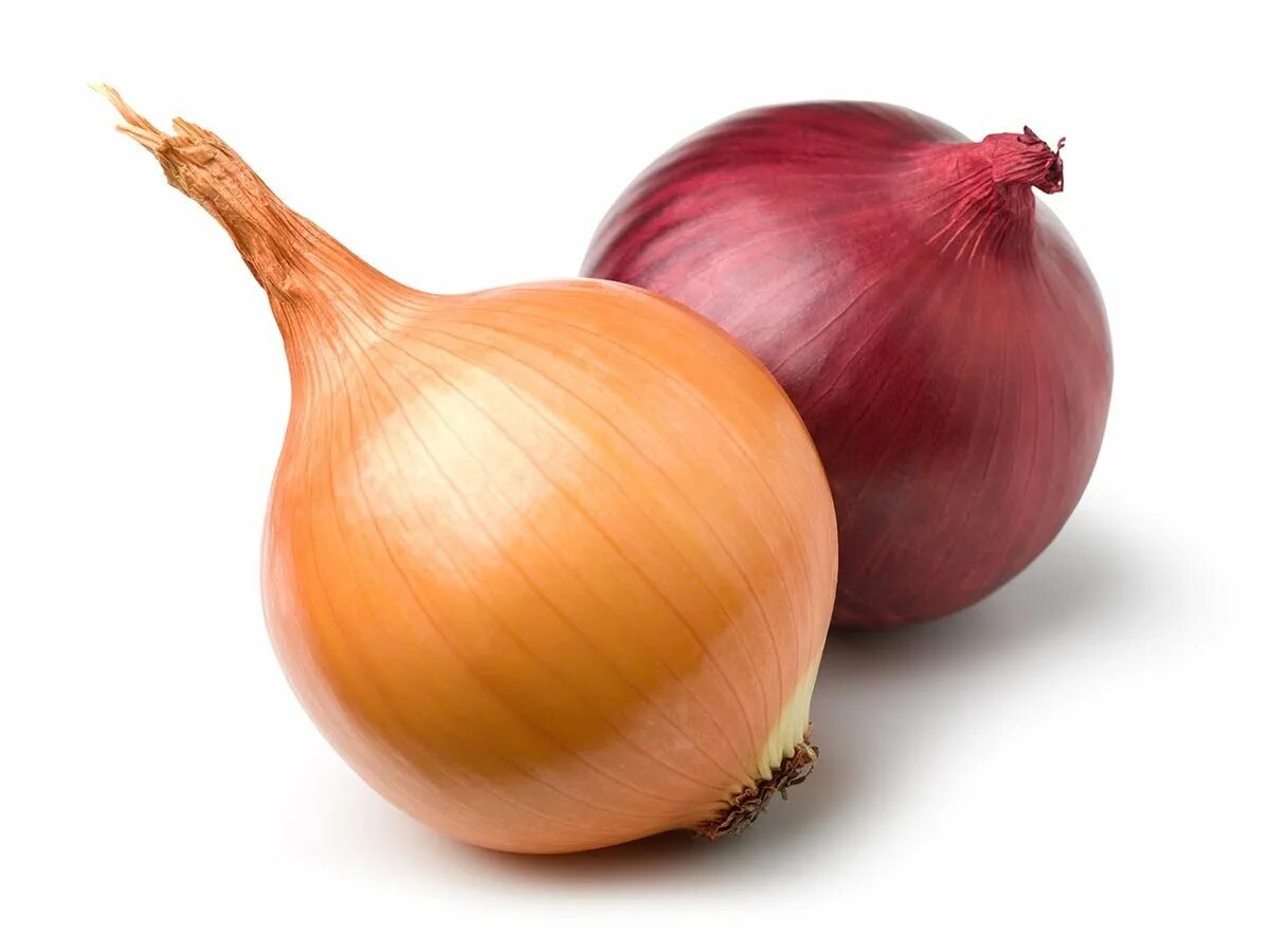 Лук репчатый. Лук овощ. Лук репчатый на белом фоне. Луковица на белом фоне. Onion vegetables