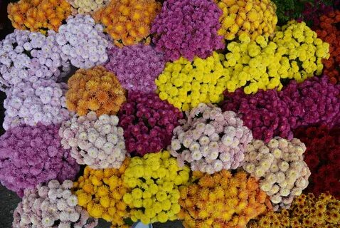В каких цветах продаю
