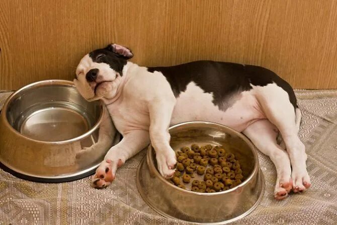 Корм для стаффа. Корма для собак американский булли. Корм для американского булли премиум класса. Корм для стаффа. Сухой корм для собак проплан для щенков.