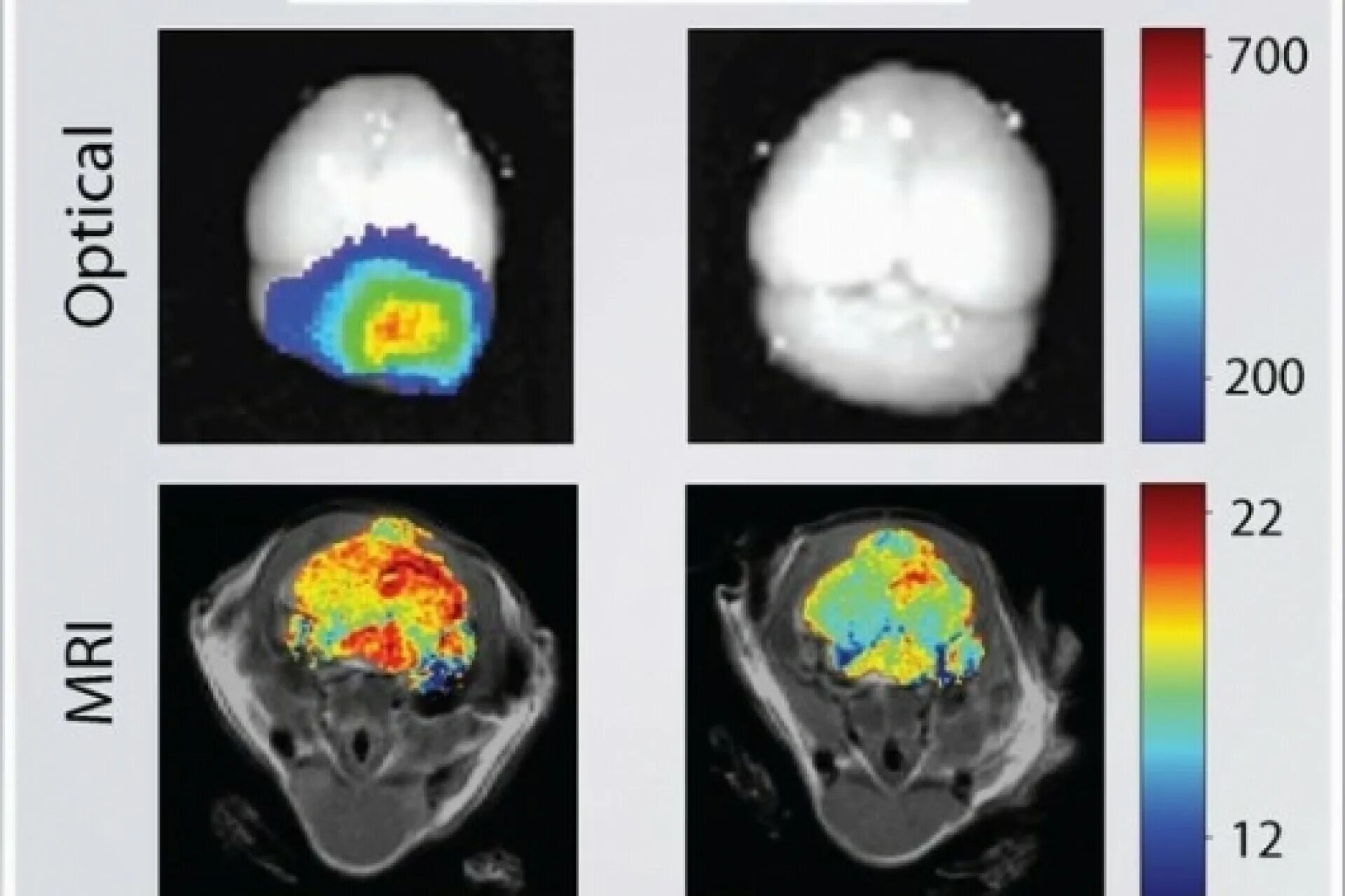 Brain 200. MRI Nanoparticles. Mouse Brain. Мозг опухоль краски волосы. John Brain пейнт.