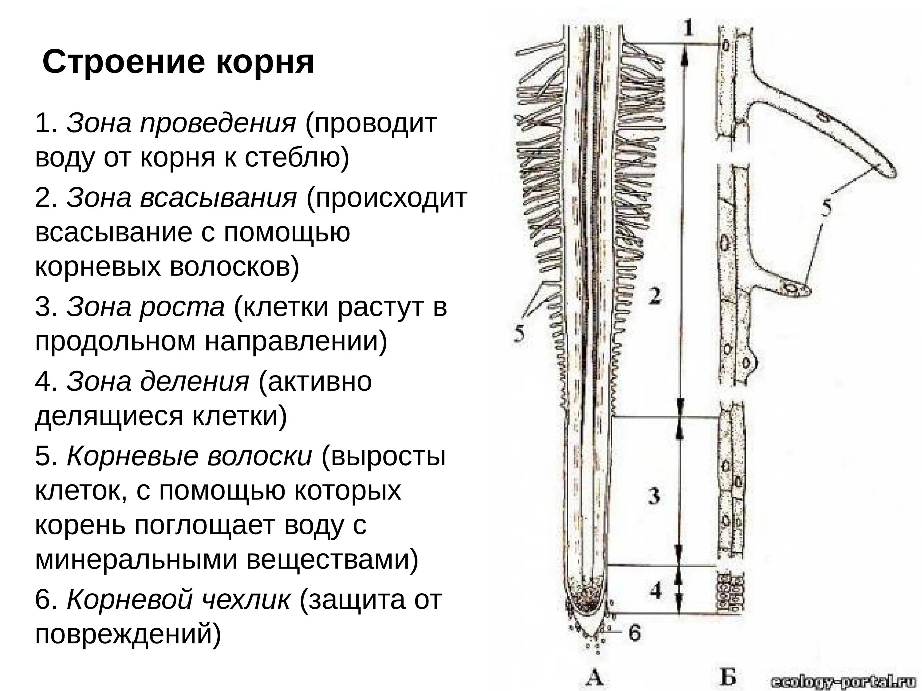 Анатомические зоны корня