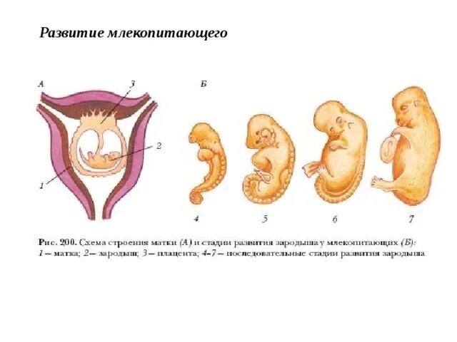 Схема строения эмбриона млекопитающего. Схема развития зародыша млекопитающих. Схема строения матки млекопитающих. Этапы эмбрионального развития млекопитающих схема.