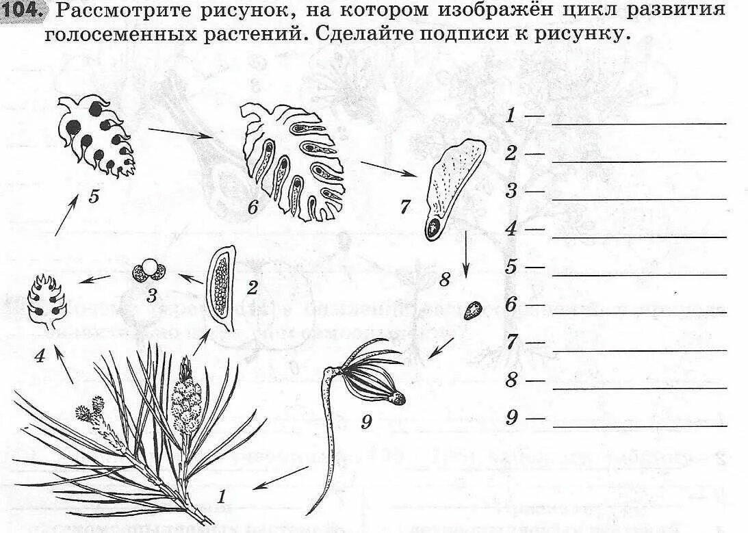 Тест по теме размножение. Рис 97 размножение голосеменных. рисунок цикла размножения голосеменных. рисунок 97 размножение голосеменных. рисунок размножение голосеменных.