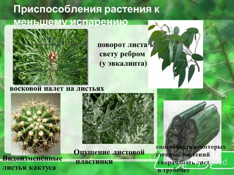 Восковой налет на листьях растений примеры Белый Грибок на Листьях Орхидей: Фото и Лечение Эко-фокус