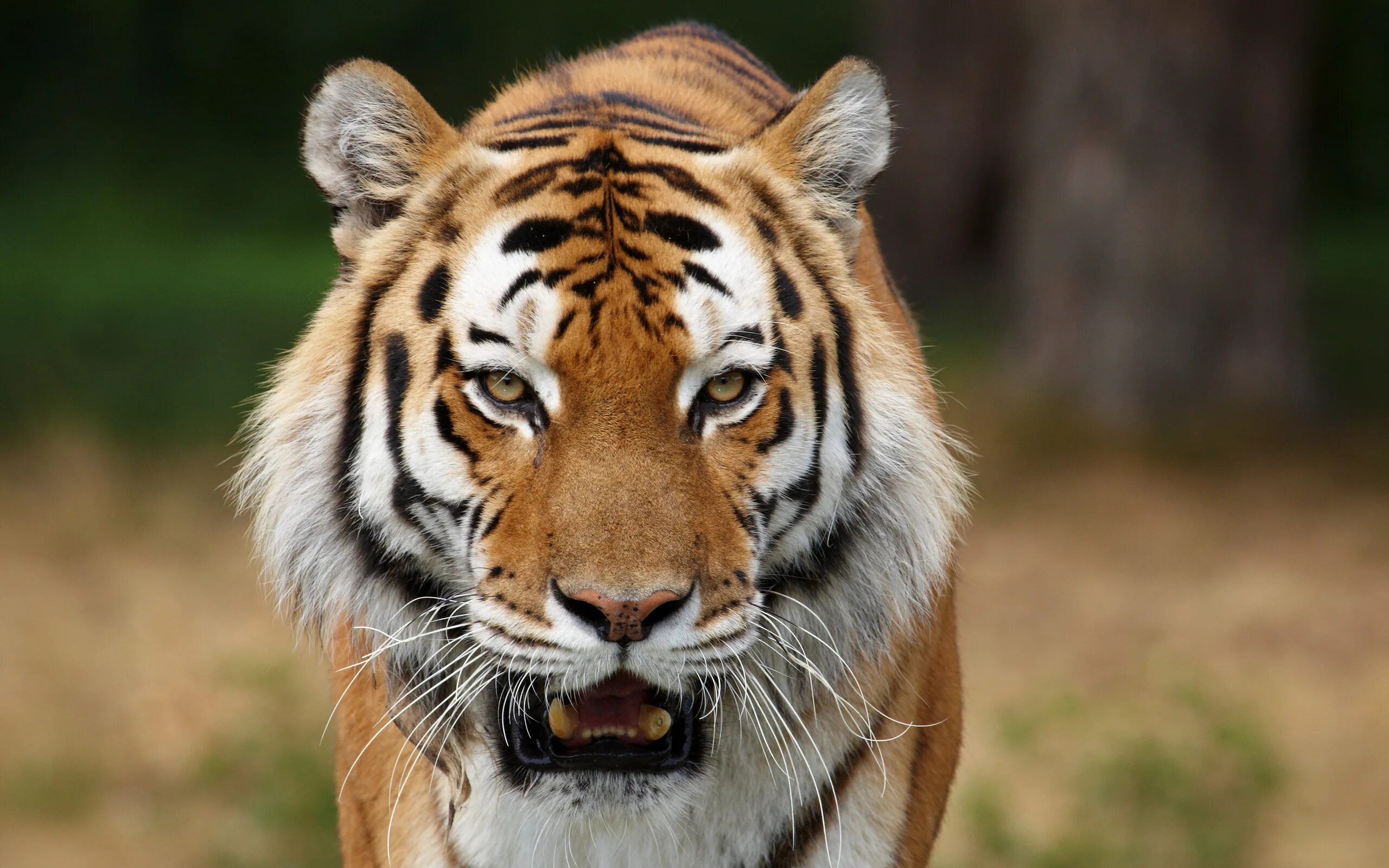 Ютуб дикий животный. Тайгер тигр. Тигр 2 p. Тигр морда. Дикие звери.
