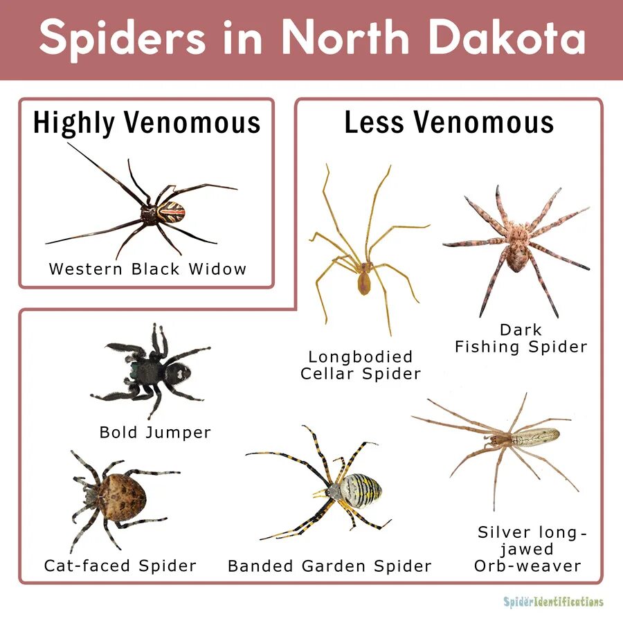 These are spiders