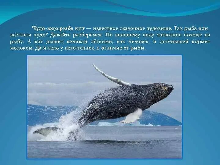 Всю жизнь в воде проводит кит. Синий кит это животное или рыба. Кит это рыба или зверь. Кит это рыба или нет. Кит это рыба или нет.