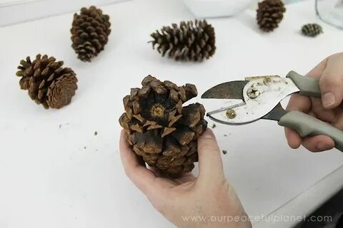 Шишки разбор
