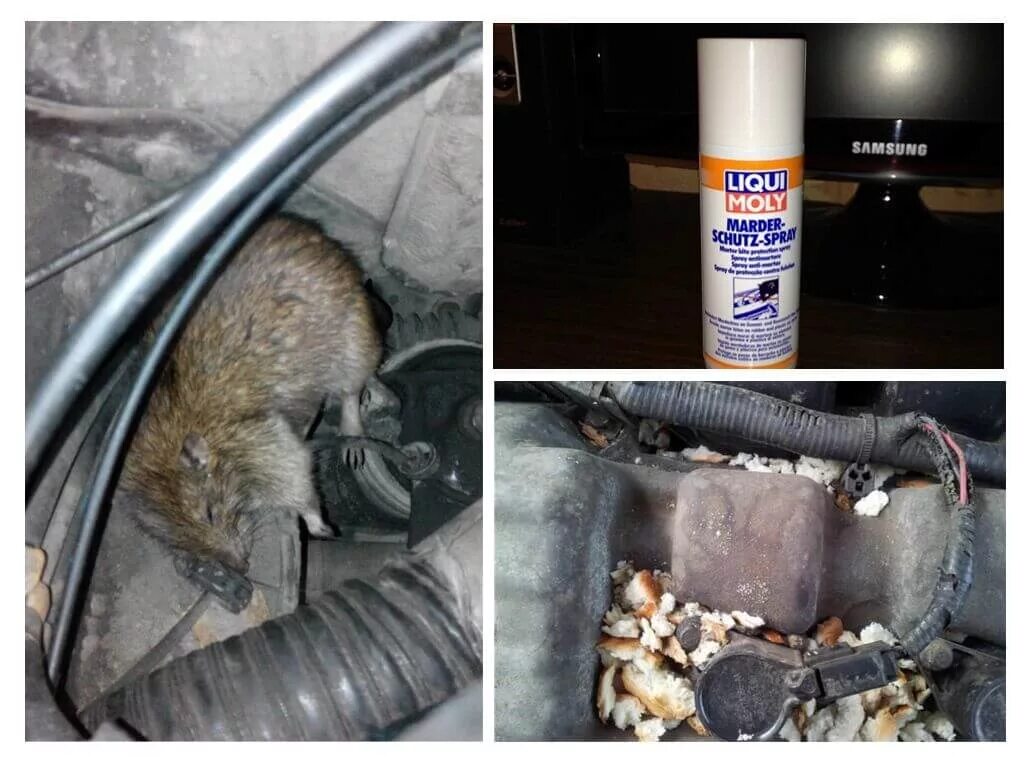 Удалить мышей. Защитный спрей от грызунов для автомобиля. Мышь автомобиль. Средство от грызунов в доме. Средство от крыс под капотом автомобиля.
