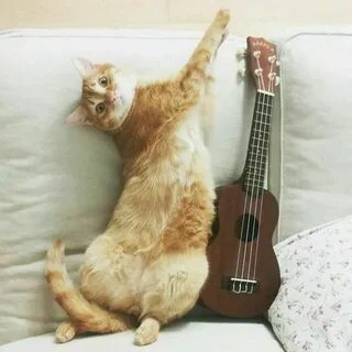 Теплые коты на укулеле