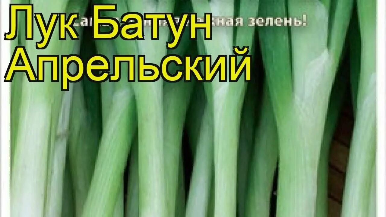 Лук батун апрельский выращивание из семян. Семена лук батун апрельский. Лук батун апрельский. Лук батун изумрудный. Лук батун лук батун изумрудный.