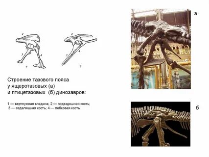 Что относится к тазовому поясу