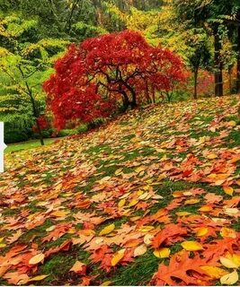 Осень листья разбросала