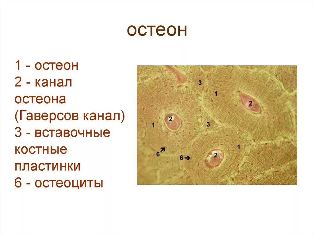 Костная ткань гаверсов канал. Пластинчатая костная ткань Остеон. Пластинчатая костная ткань, Остеон препарат гистология. 1 Остеон 2 гаверсов канал 3 вставочные костные пластинки. Остеон 1