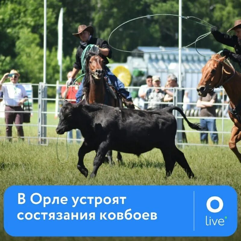 ковбойские состязания 5 букв