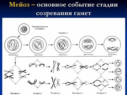 Мейоз фазалары