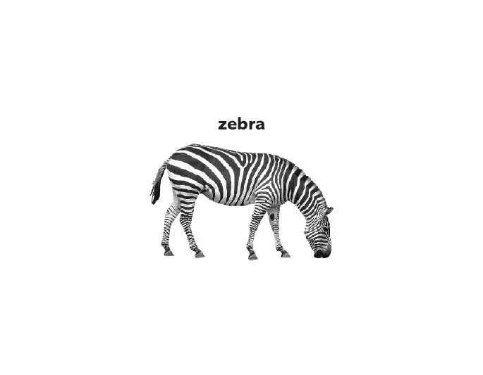 Зебра лист а4. Буква z зебра. Зебра. Animals flashcards for kids. Zebra word.