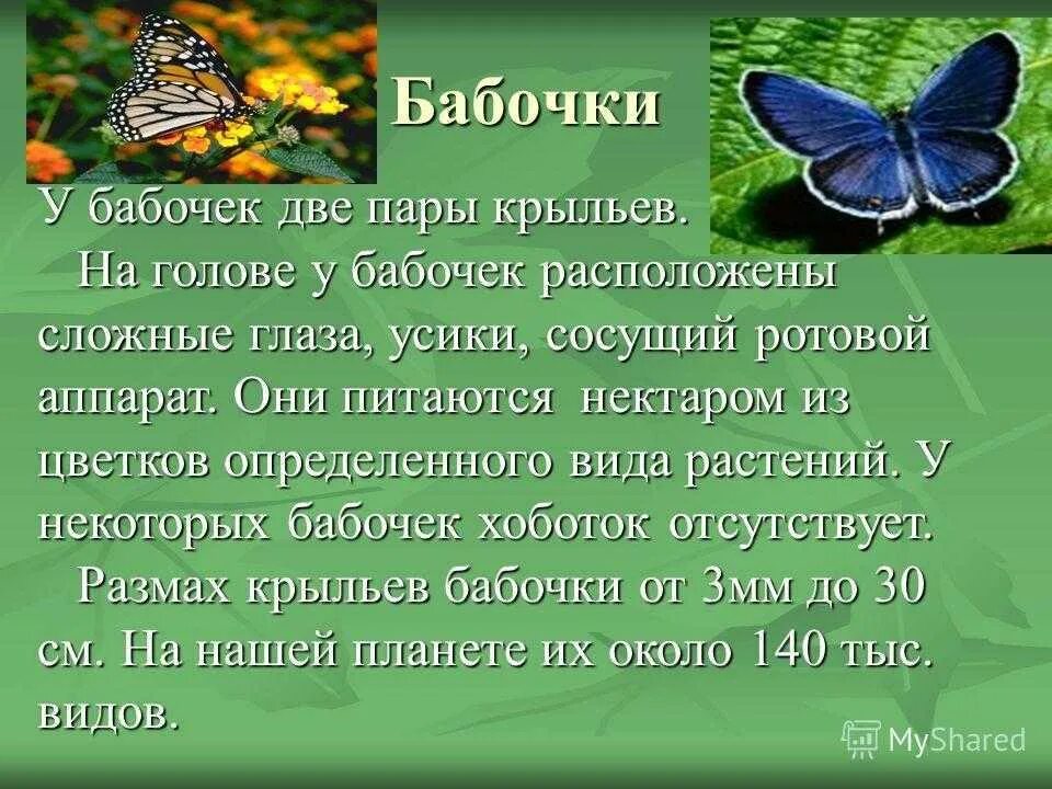 Бабочка составить слова. Сообщение о бабочке. Рассказ о бабочке. Доклад про бабочку. Интересный рассказ о бабочках.