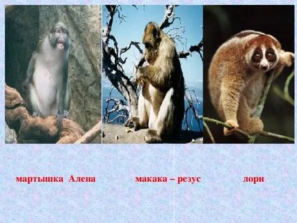 Чем отличается мартышка от обезьяны
