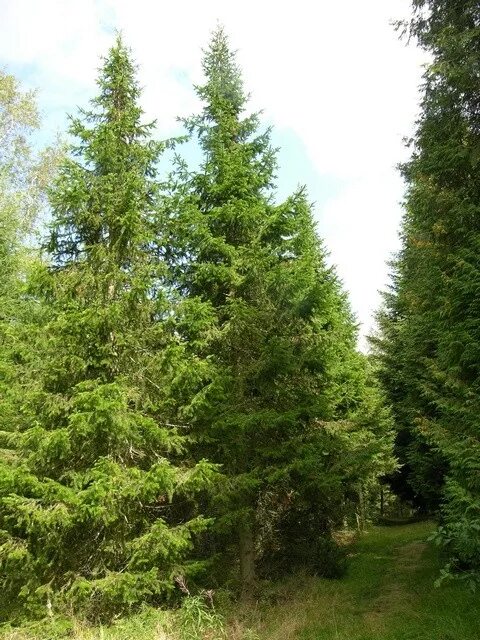 Поселок пихта. Поселок пихта. Жизненная форма пихты. Пихта равночешуйчатая. Пихта семенова.