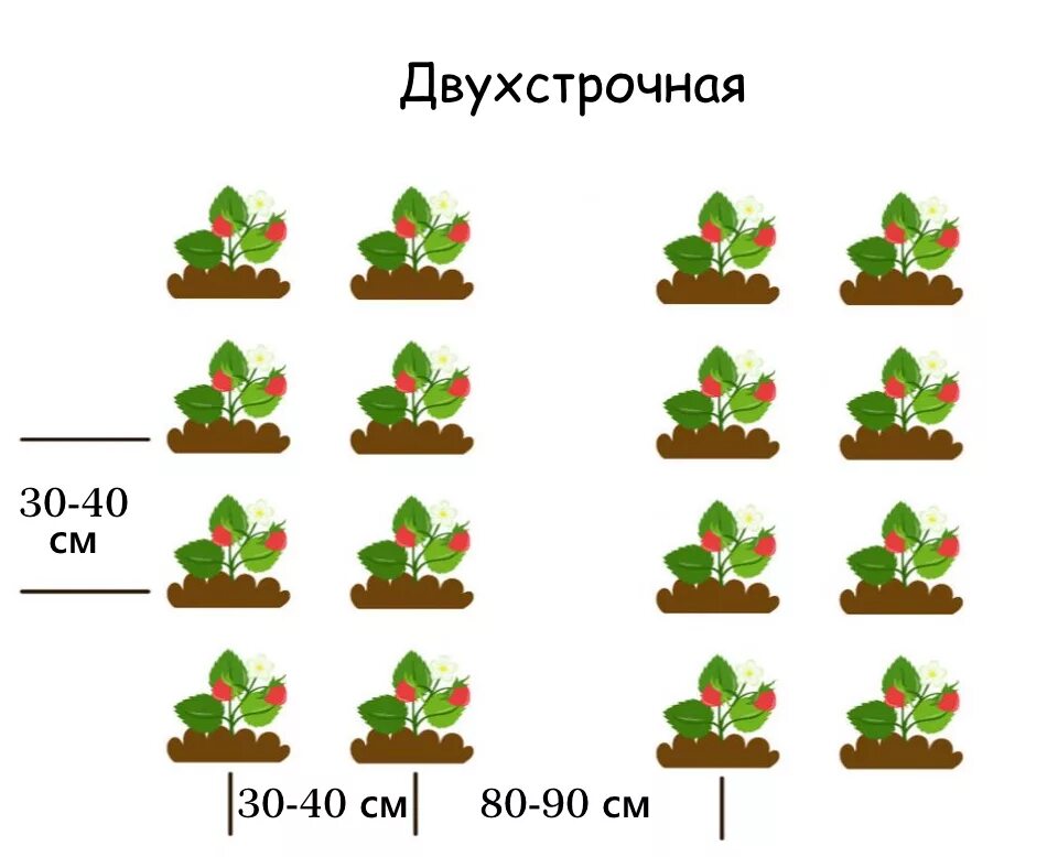 Схема посадки земляники мелкоплодной. Схема посадки клубники в открытом грунте двухстрочная. Клубника схема посадки двухстрочная. Двухрядная схема посадки клубники.