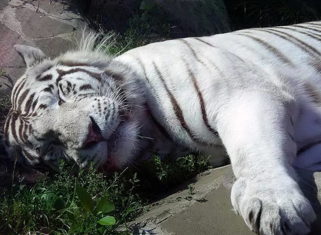 Живут белые тигры. Белый тигр. Белый Тигренок. Спящий белый тигр.