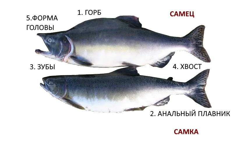 Как отличить самца форели