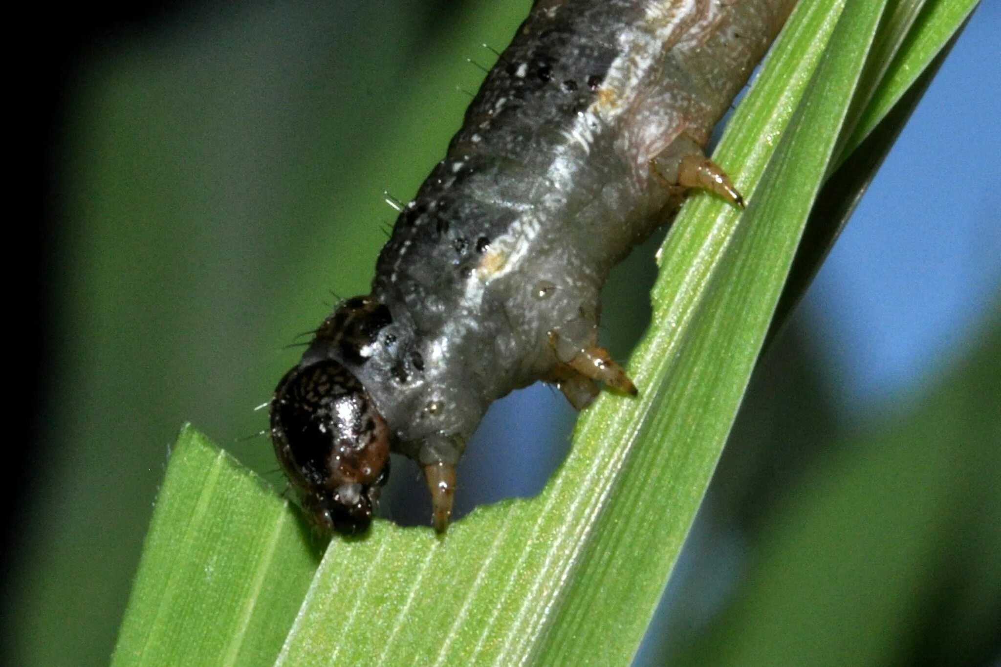 Насекомые вредители. Spodoptera frugiperda. Сельскохозяйственные вредители. Вредители сельскохозяйственных растений. Животные вредители растений.