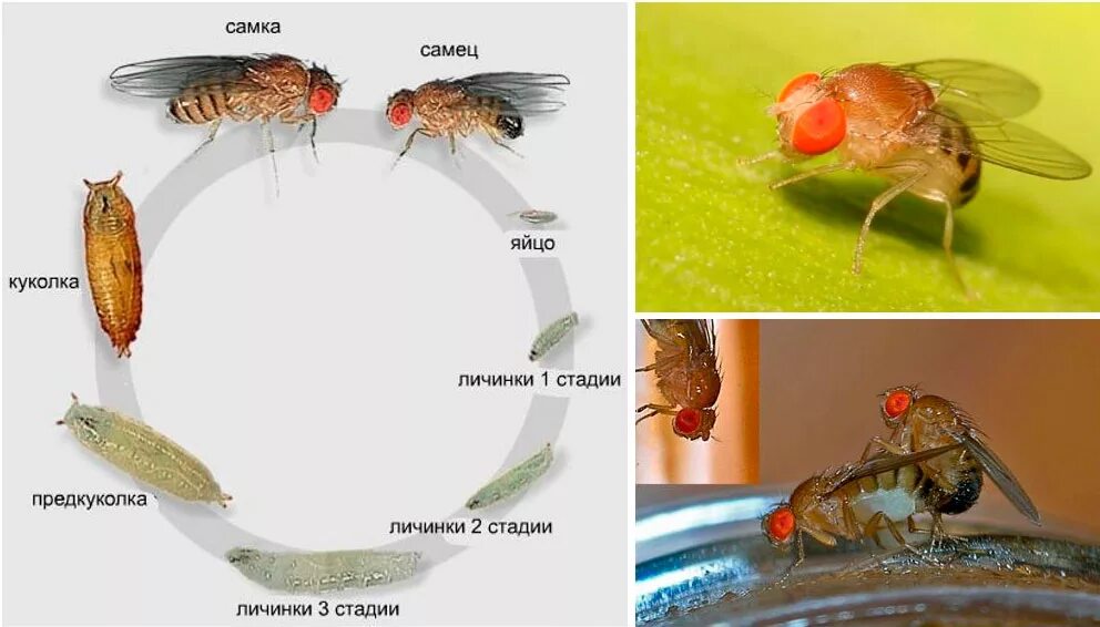 Почему появилась муха. Жизненный цикл мухи дрозофилы. Личинка мошки плодовой. Как выглядят личинки плодовых мошек. Стадии развития мухи дрозофилы.